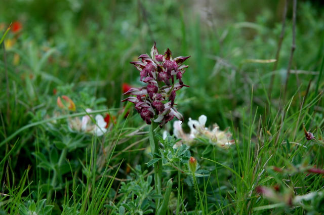 Orchis fragrans